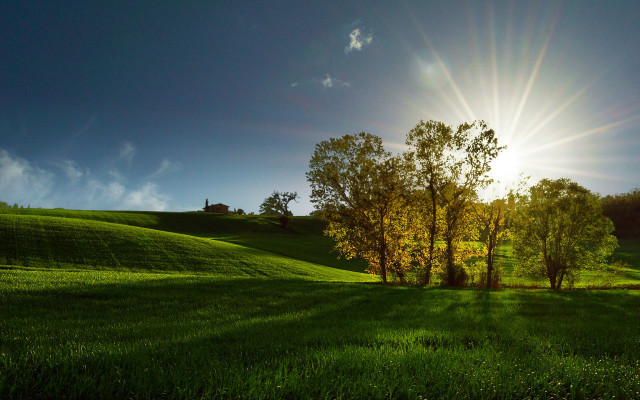 Grassy field trees sun blue free wallpaper - medium preview image