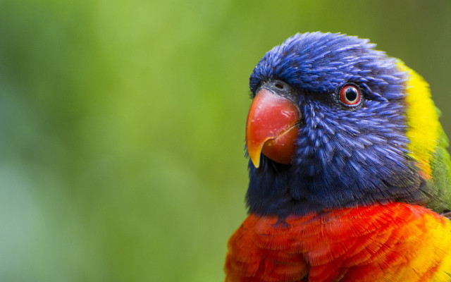 Colorful bird red yellow blue free wallpaper - medium preview image