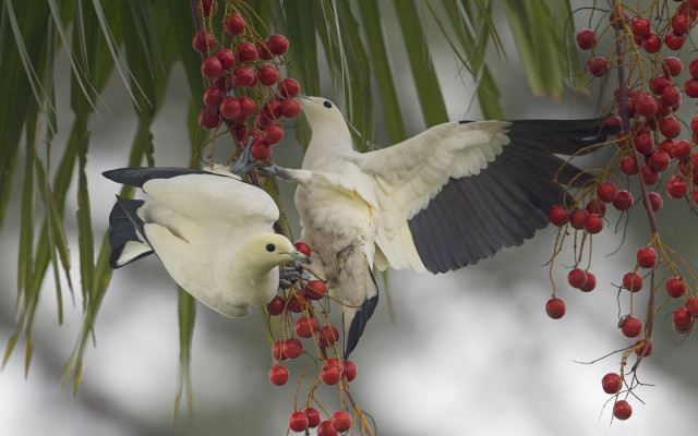 Birds berries branch fight flying free wallpaper - medium preview image