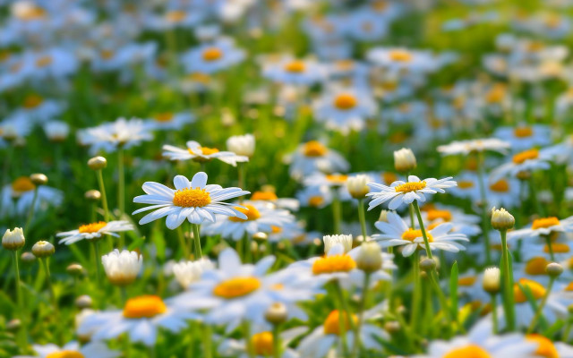 White yellow flower field macro #3 free wallpaper - medium preview image