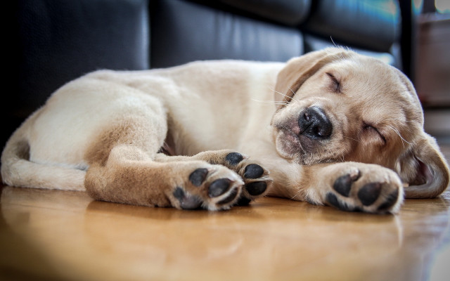 Dog sleeping shiba inu blurry free wallpaper - medium preview image