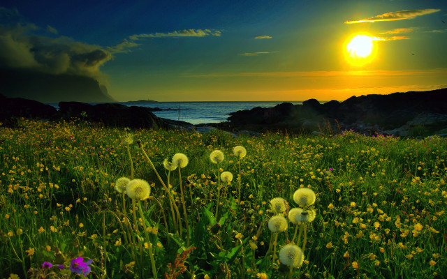 Flower field sunset water rocks free wallpaper - medium preview image