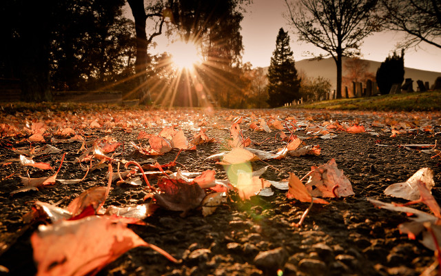 Autumn leaves sunshine trees forest free wallpaper - medium preview image