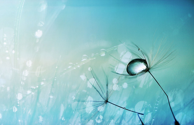 Water drop dandelion blue sky free wallpaper - medium preview image