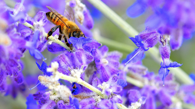 Bee purple flower macro blurry #2 free wallpaper - medium preview image