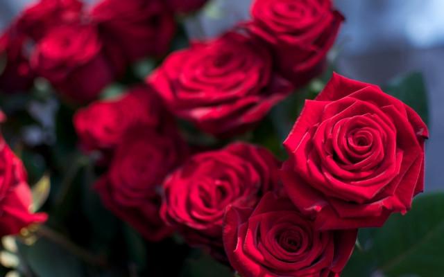 Red roses green leaves blurry #2 free wallpaper - medium preview image