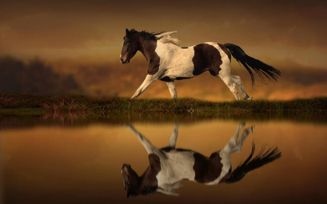 Horse lake sunset reflection photorealistic free wallpaper - medium preview image