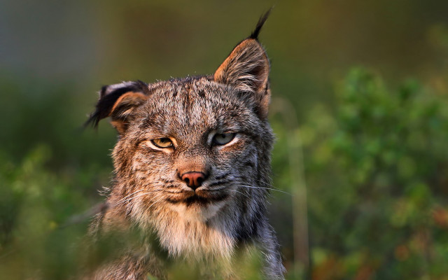 Cat close up blurry background #2 free wallpaper - medium preview image
