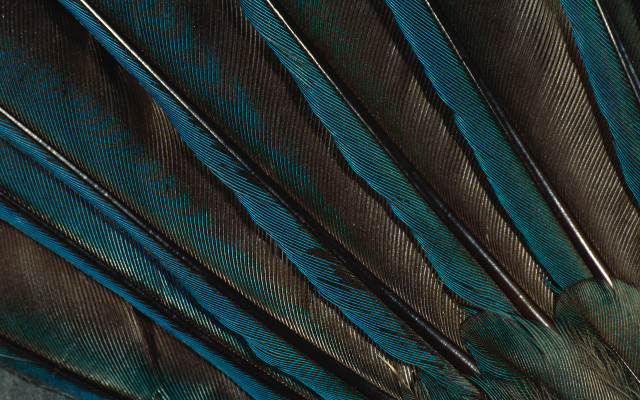 Peacock feathers blue brown black free wallpaper - medium preview image