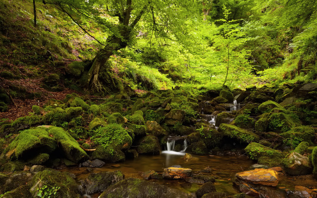 Lush forest stream waterfall rocks #3 free wallpaper - medium preview image