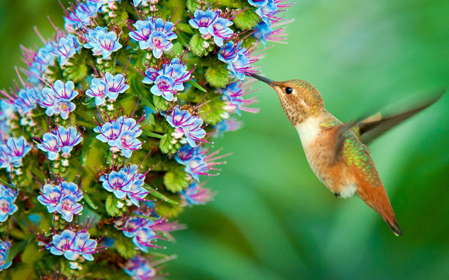 Hummingbird purpleflower greenleaves blueflower macro free wallpaper - medium preview image