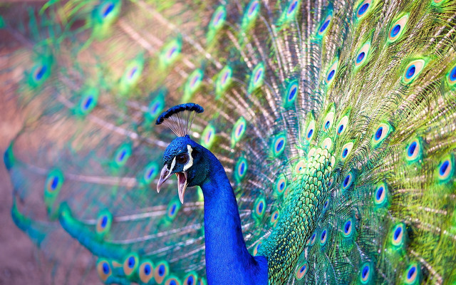 Peacock open feathers vivid color free wallpaper - medium preview image