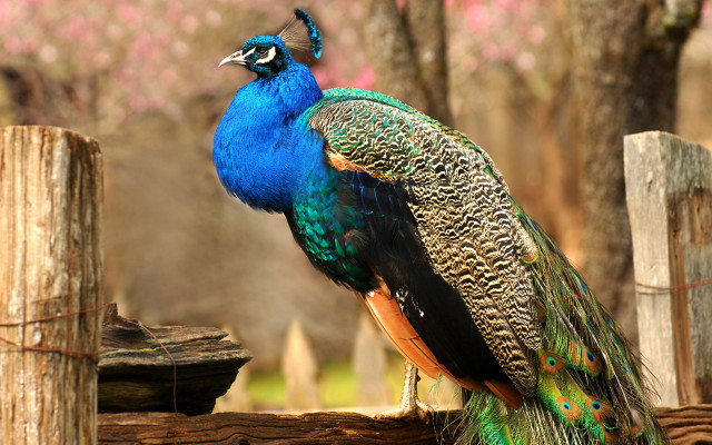 Peacock fence post vivid colors free wallpaper - medium preview image