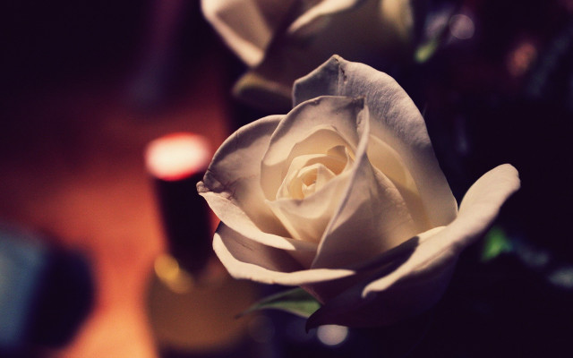 White rose vase candles bokeh free wallpaper - medium preview image