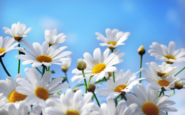 Daisies vase table blue sky #3 free wallpaper - medium preview image