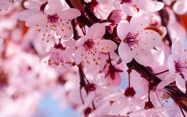Pink flower cherry blossoms spring free wallpaper - medium preview image