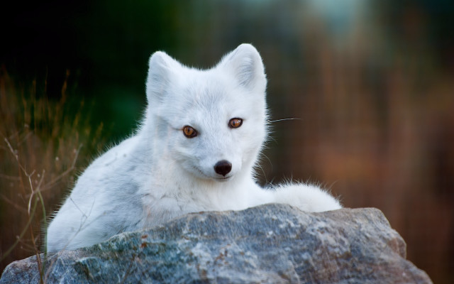 White fox sitting rock sad free wallpaper - medium preview image