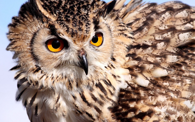 Owl sky closeup yellow eye #2 free wallpaper - medium preview image