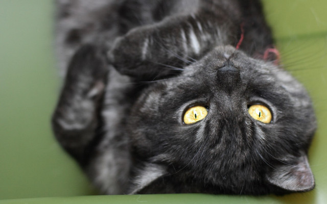 Black cat yellow eyes green free wallpaper - medium preview image