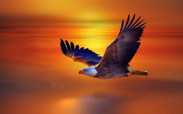 Bald eagle flying sunset reflection free wallpaper - medium preview image
