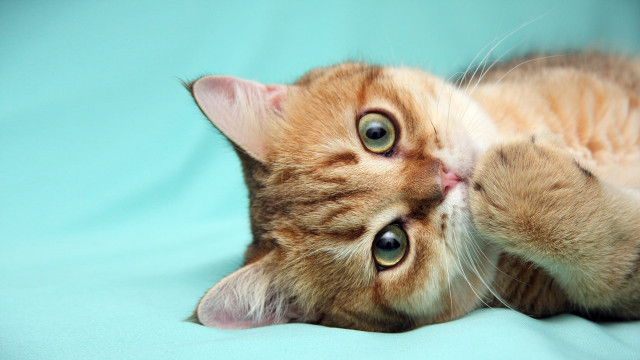 Cat laying blue blanket rococo #2 free wallpaper - medium preview image
