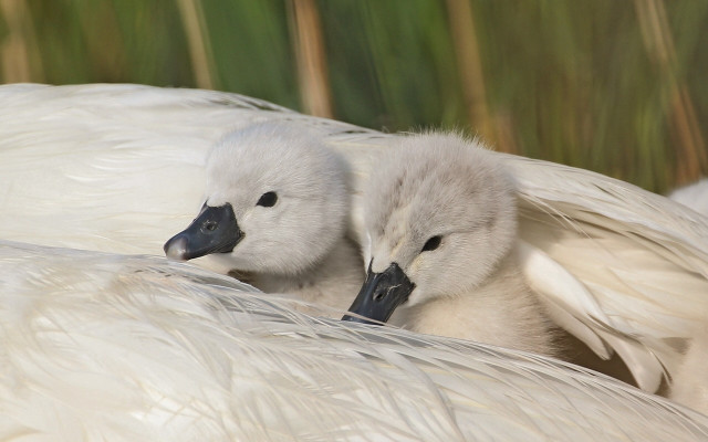 White birds feathers bamboo naturalism free wallpaper - medium preview image