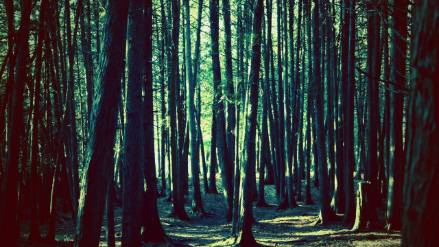 Forest trees leaves grass matte free wallpaper - medium preview image