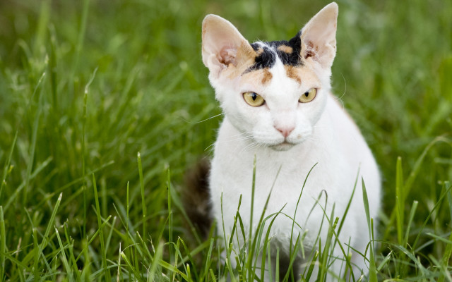 Cat grass serious eyes bamboo free wallpaper - medium preview image