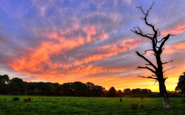 Tree field sunset clouds cows free wallpaper - medium preview image