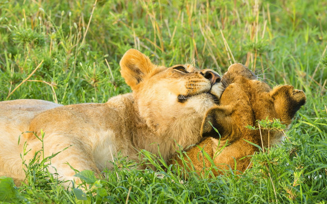 Lion dog playing grass wildlife free wallpaper - medium preview image