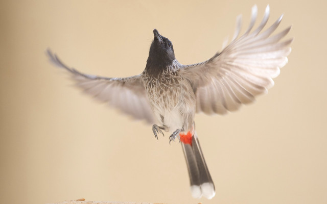 Bird flying over bread wings free wallpaper - medium preview image