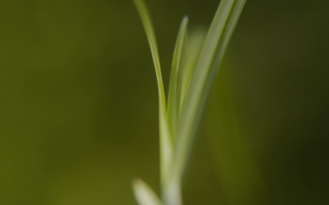 Green plant macro shallow depth #3 free wallpaper - medium preview image