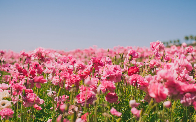 Pink flowers blue sky white free wallpaper - medium preview image