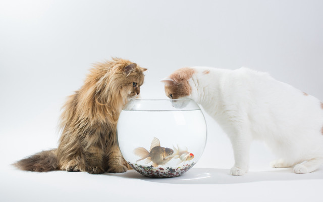 Cat dog fish bowl gradient free wallpaper - medium preview image