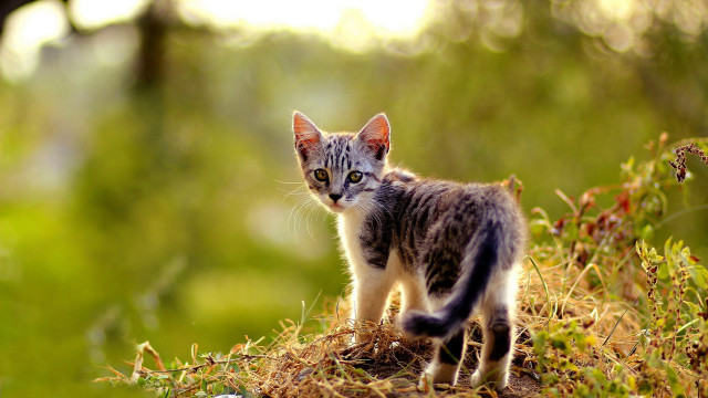 Kitten hill forest bushes photography free wallpaper - medium preview image