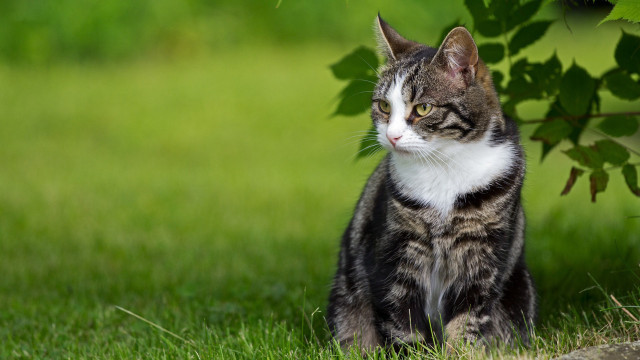 Cat grass distant tree blurry free wallpaper - medium preview image