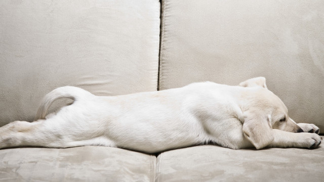 White dog laying couch pillow free wallpaper - medium preview image