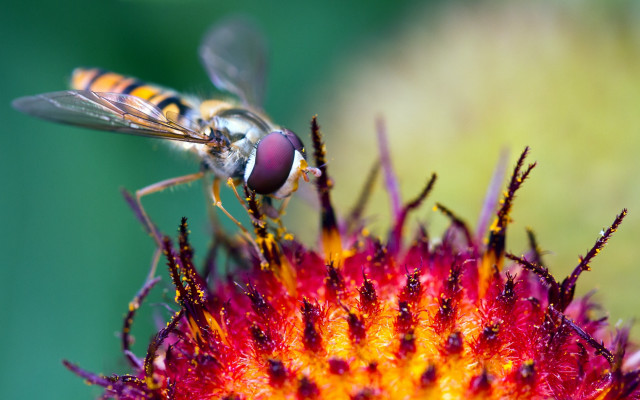 Bee flower macro autumn nature free wallpaper - medium preview image