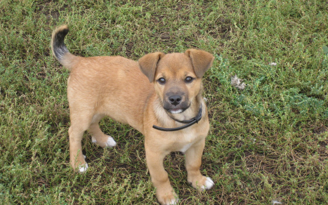 Small brown dog green field free wallpaper - medium preview image