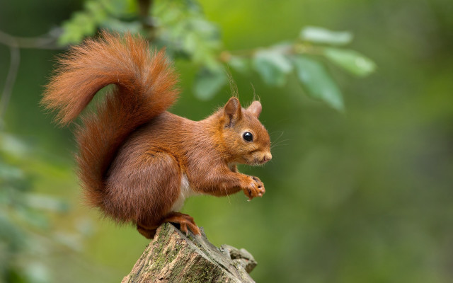 Squirrel tree stump eating nut free wallpaper - medium preview image