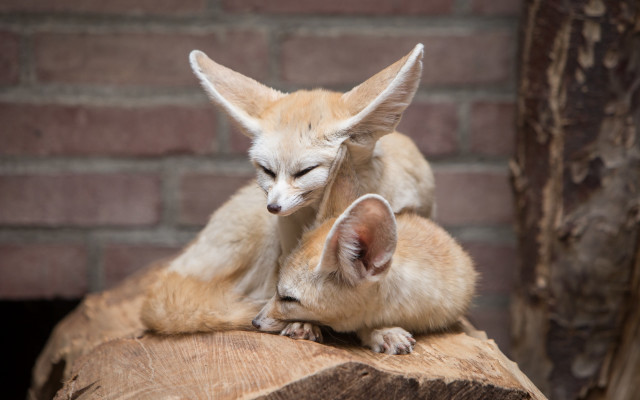 Small foxes cuddle brick wall free wallpaper - medium preview image