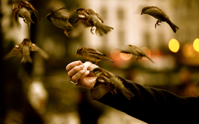 Person holding bird flying away #3 free wallpaper - medium preview image