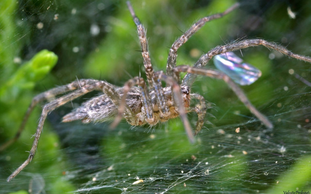Spider web grass water drops free wallpaper - medium preview image