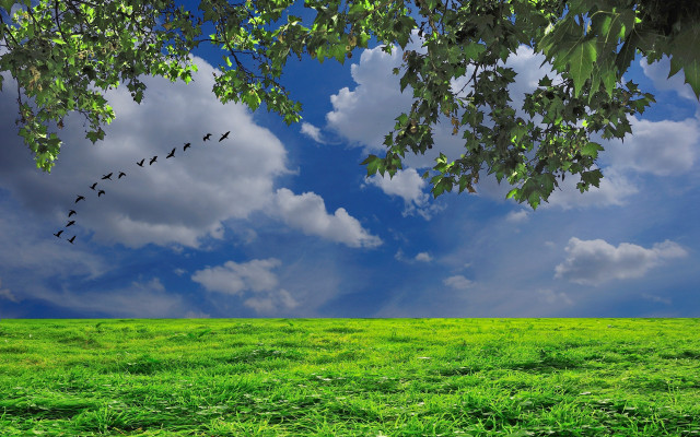 Birds flying over green field free wallpaper - medium preview image
