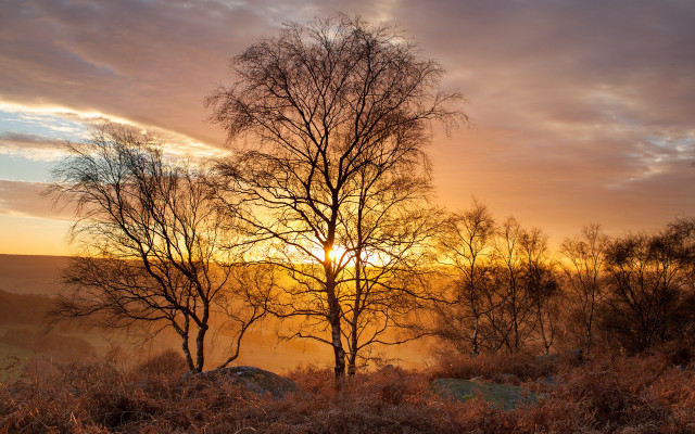 Sunset trees foggy sky early free wallpaper - medium preview image
