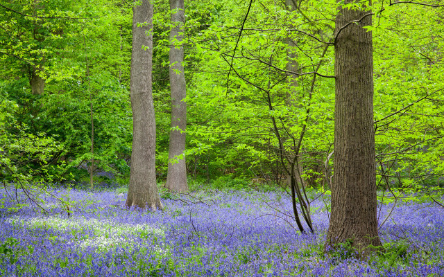 Forest blueflowers trees shadows nature free wallpaper - medium preview image