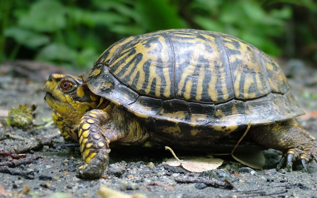 Turtle grass dirt zoo enclosure free wallpaper - medium preview image