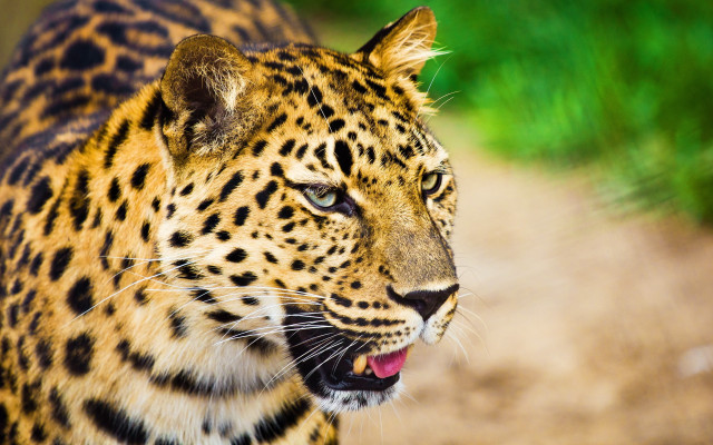 Leopard dirt road grass blurry free wallpaper - medium preview image