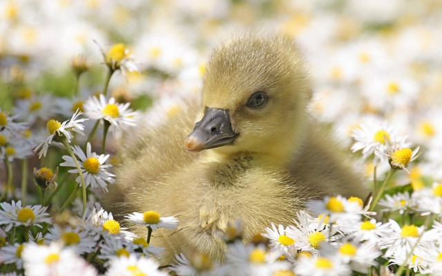 Duckling daisy field blurry background free wallpaper - medium preview image
