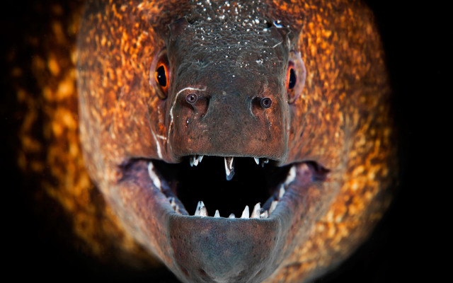 Fish mouth open teeth missing free wallpaper - medium preview image